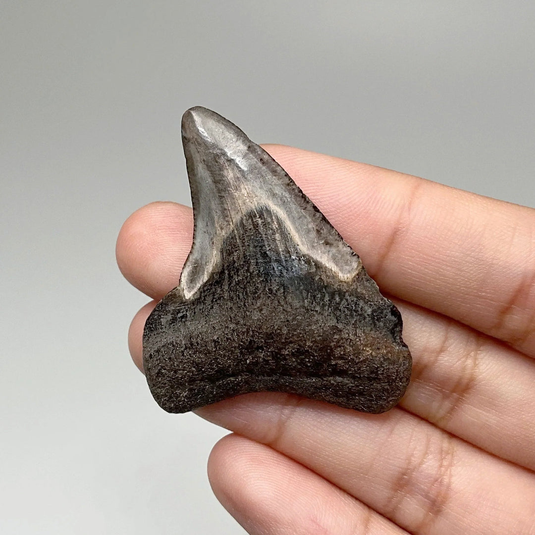 Fossilized Shark Tooth Specimen: Benedini Hooked