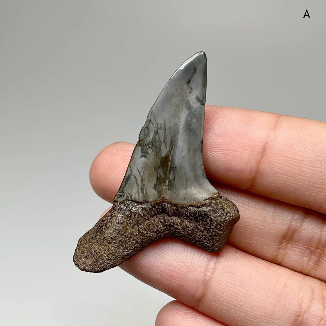 Fossilized Shark Tooth Specimen: Benedini Hooked