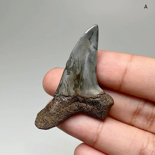 Fossilized Shark Tooth Specimen: Benedini Hooked