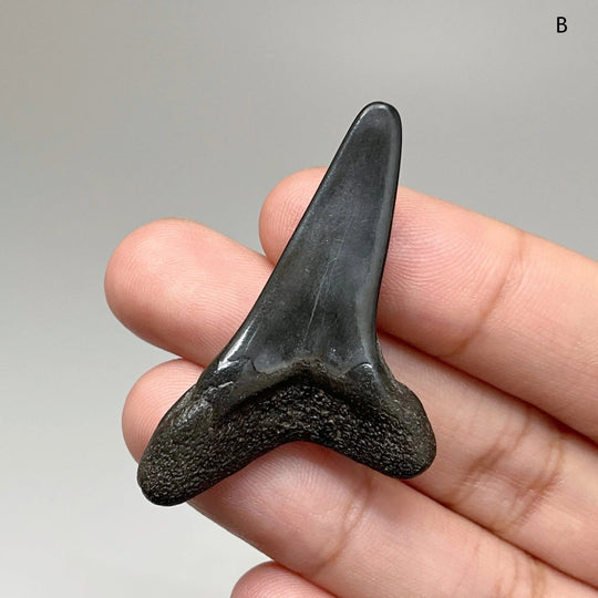 Fossilized Shark Tooth Specimen: Benedini Hooked