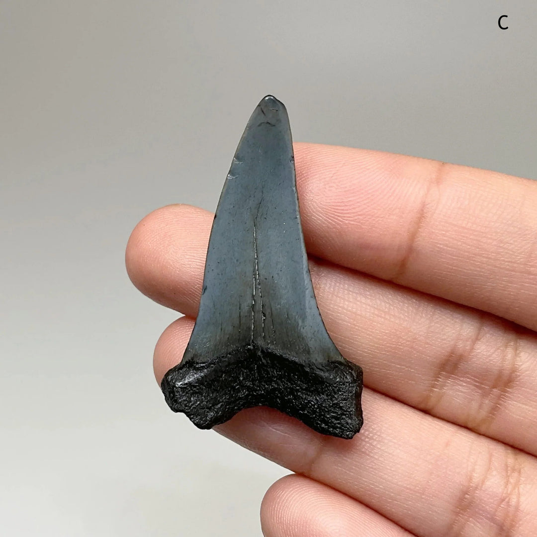 Fossilized Shark Tooth Specimen: Benedini Hooked