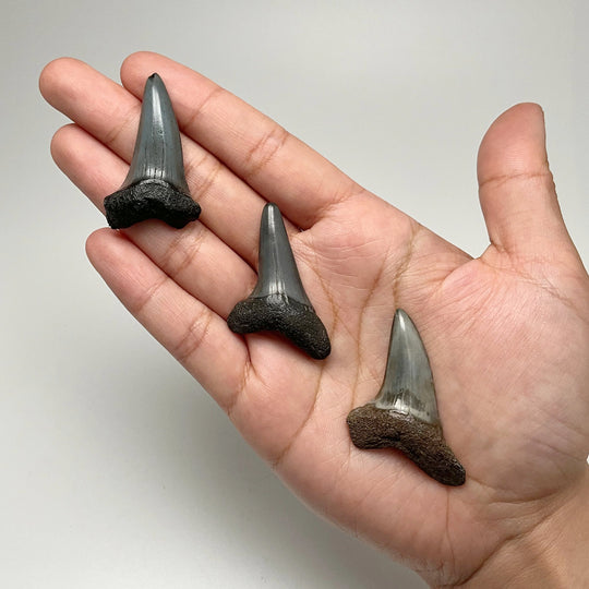 Fossilized Shark Tooth Specimen: Benedini Hooked