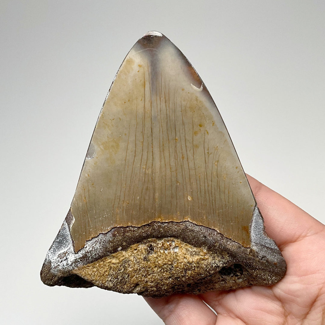 Fossilized Shark Tooth Specimen: Carcharodon Megalodon