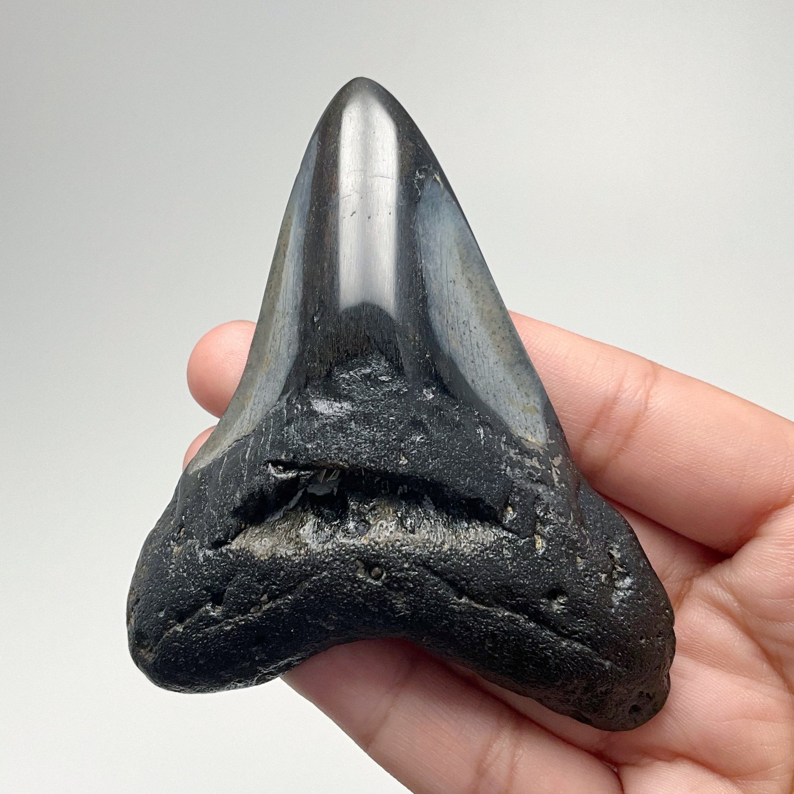 Fossilized Shark Tooth Specimen: Carcharodon Megalodon