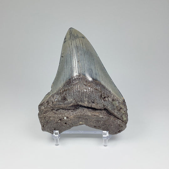 Fossilized Shark Tooth Specimen: Carcharodon Megalodon