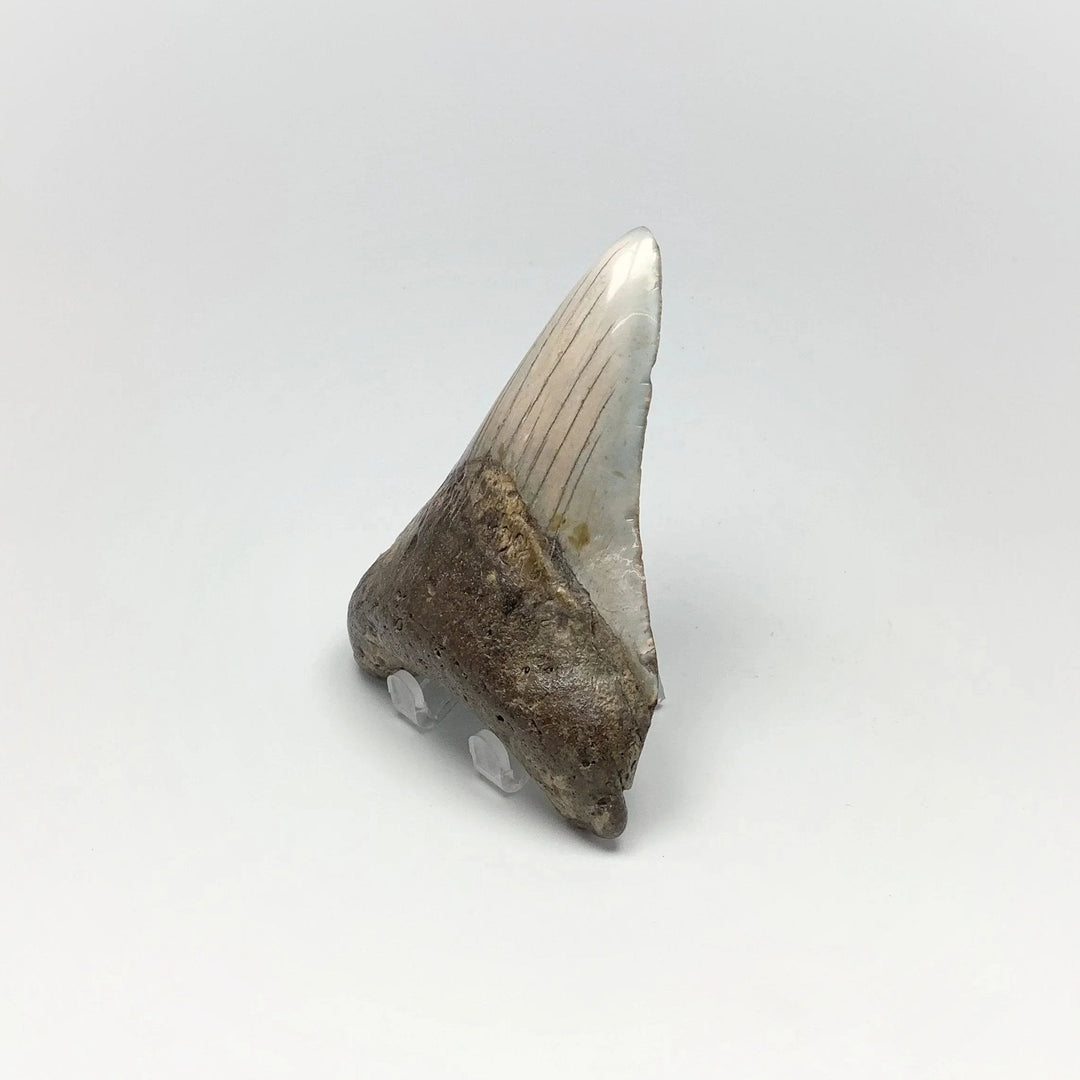 Fossilized Shark Tooth Specimen: Carcharodon Megalodon