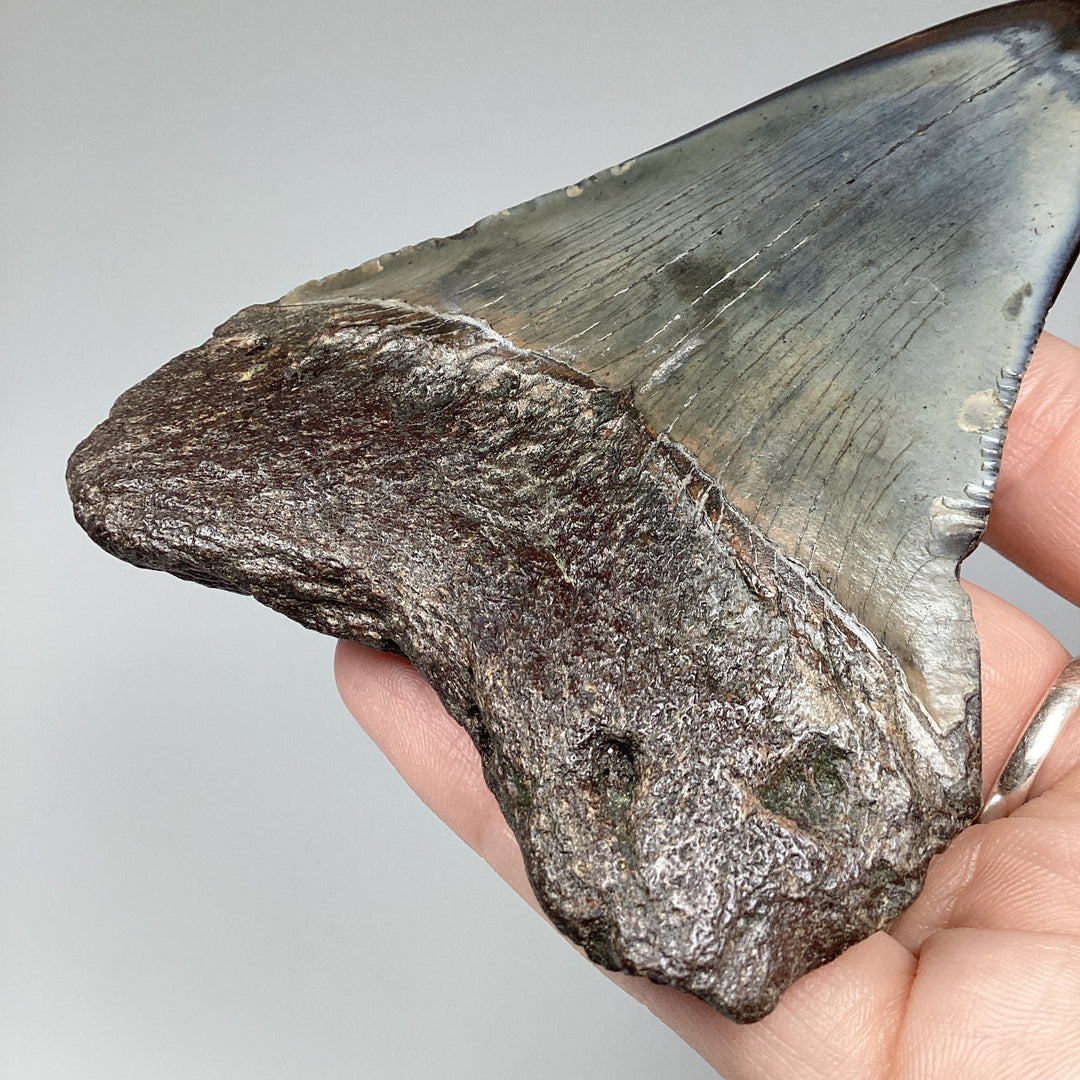 Fossilized Shark Tooth Specimen: Carcharodon Megalodon