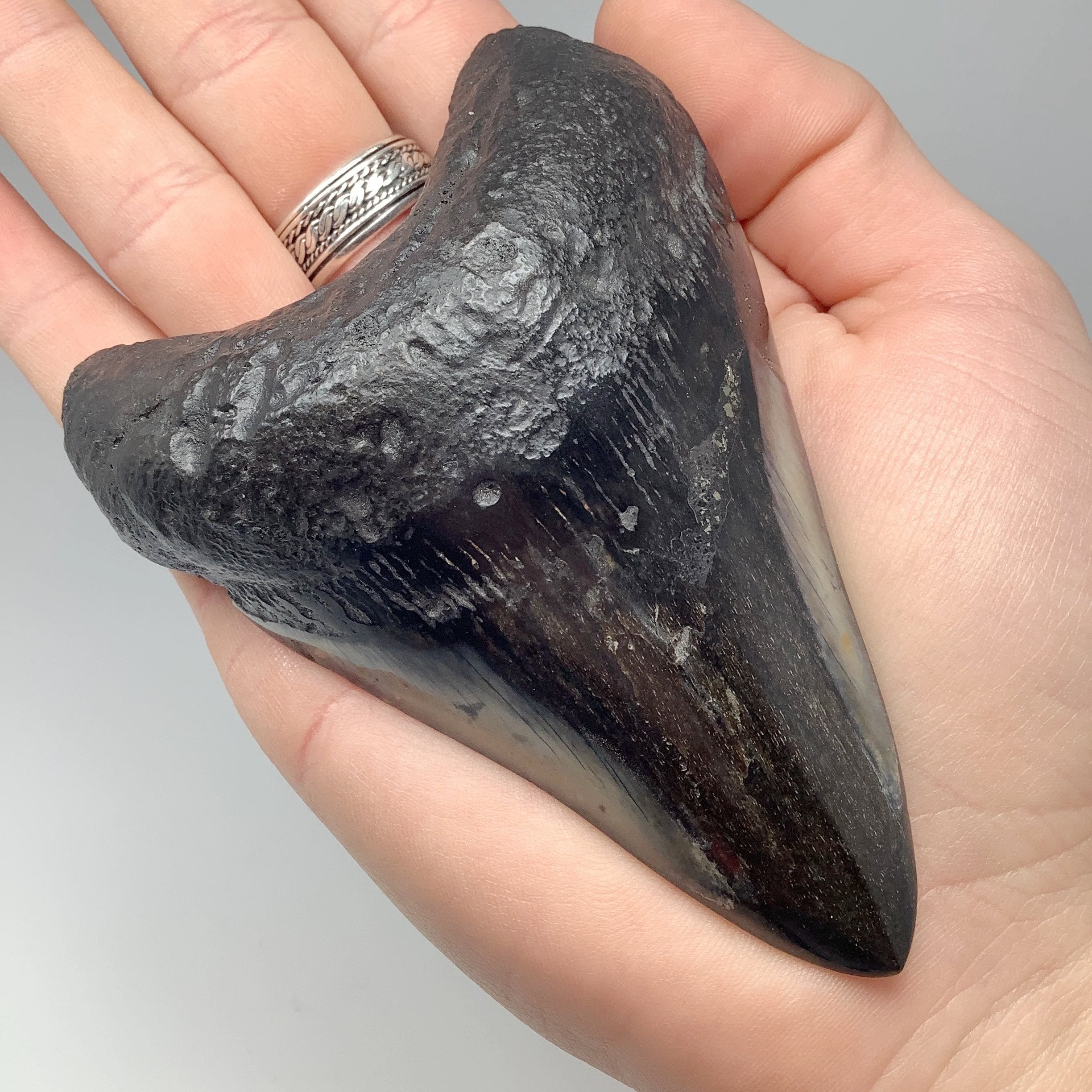 Fossilized Shark Tooth Specimen: Carcharodon Megalodon