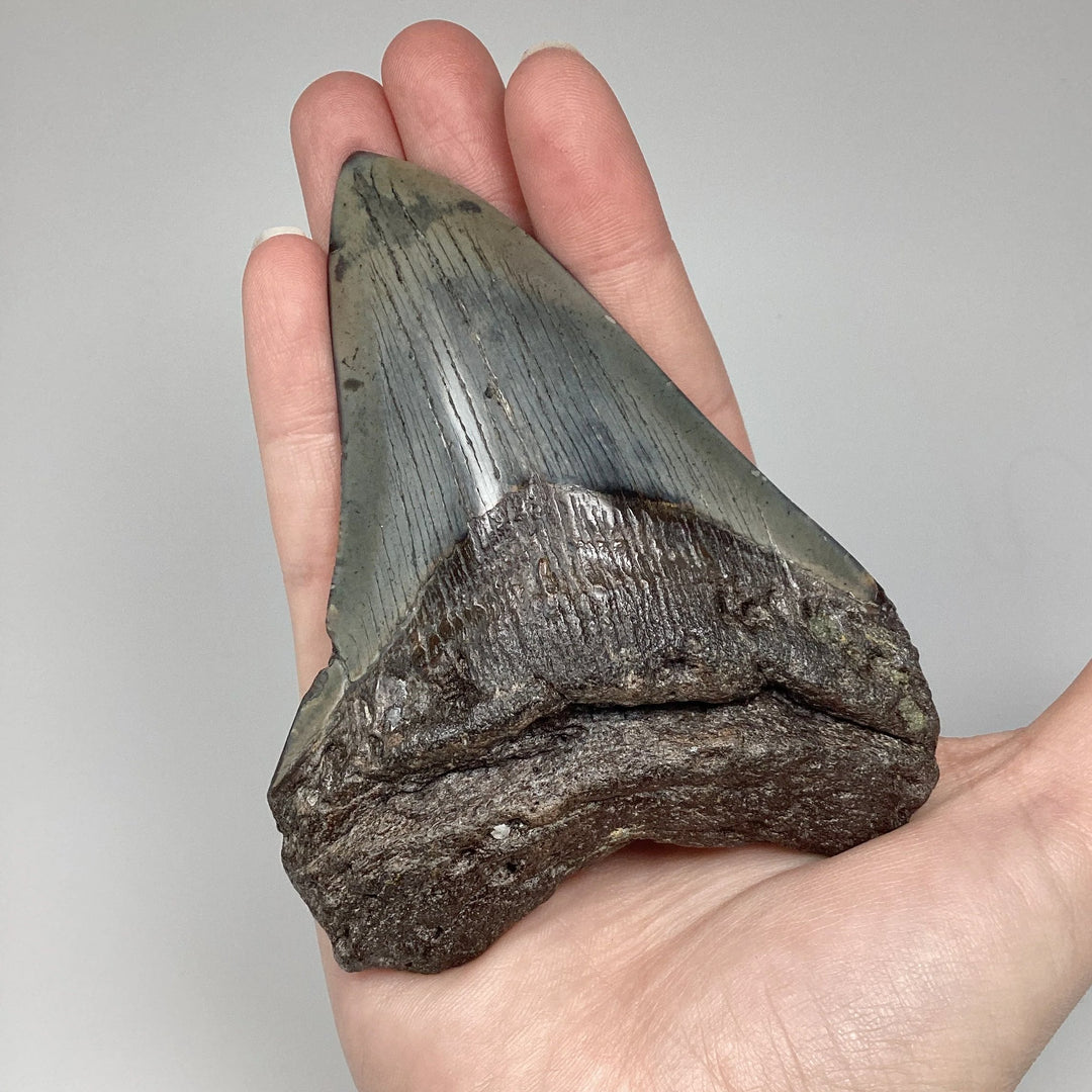 Fossilized Shark Tooth Specimen: Carcharodon Megalodon