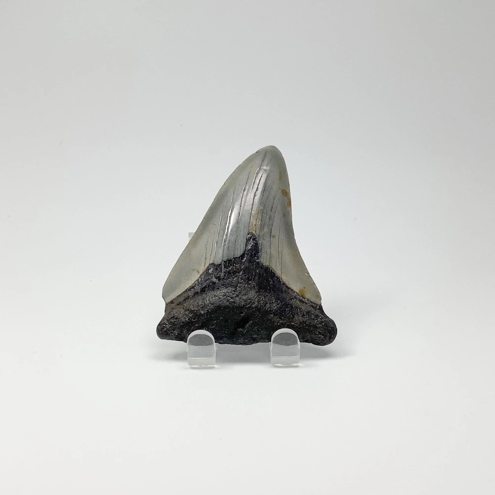 Fossilized Shark Tooth Specimen: Carcharodon Megalodon