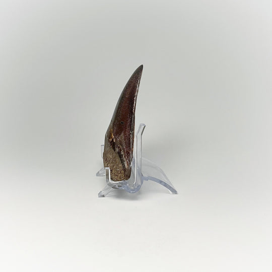 Fossilized Shark Tooth Specimen: Carcharodon Megalodon