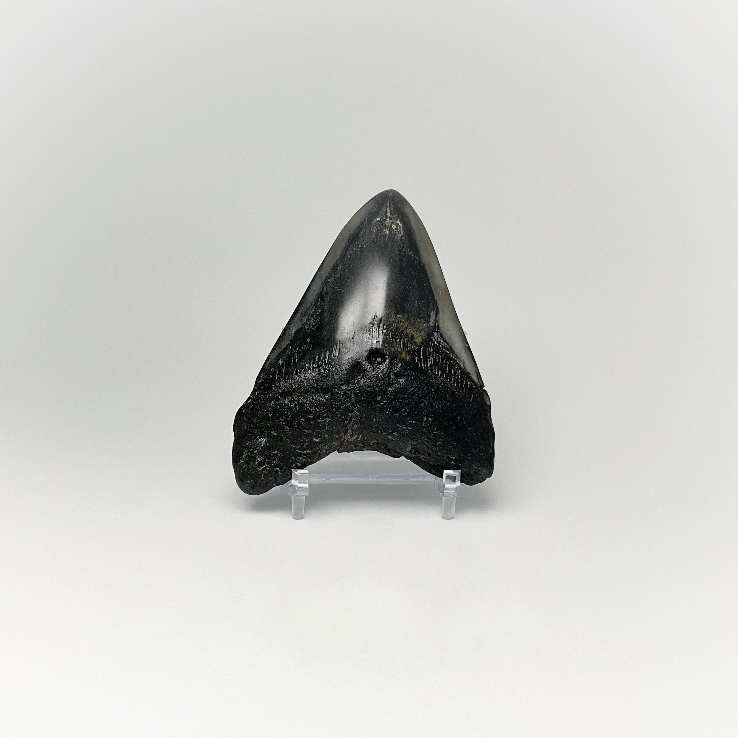 Fossilized Shark Tooth Specimen: Carcharodon Megalodon