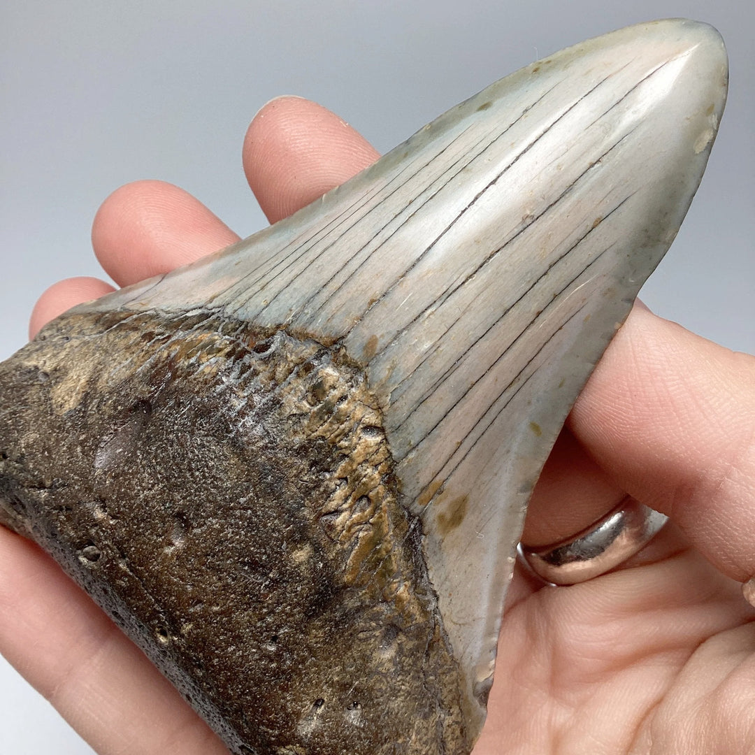 Fossilized Shark Tooth Specimen: Carcharodon Megalodon