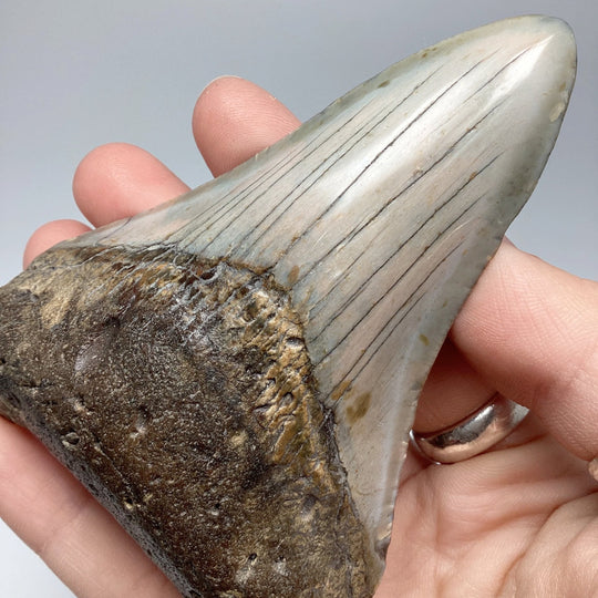 Fossilized Shark Tooth Specimen: Carcharodon Megalodon