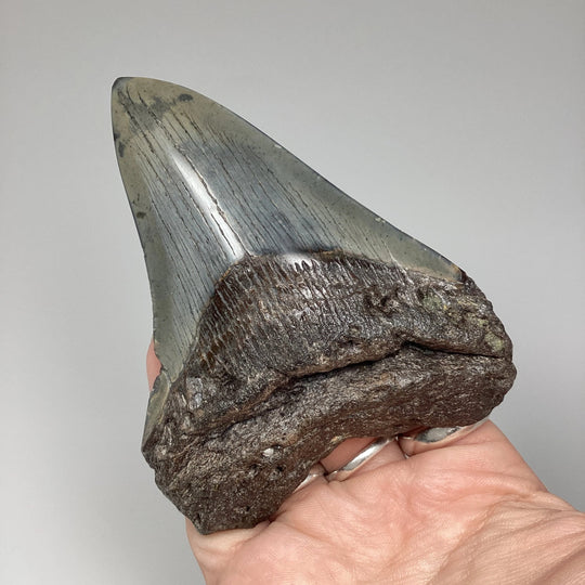 Fossilized Shark Tooth Specimen: Carcharodon Megalodon