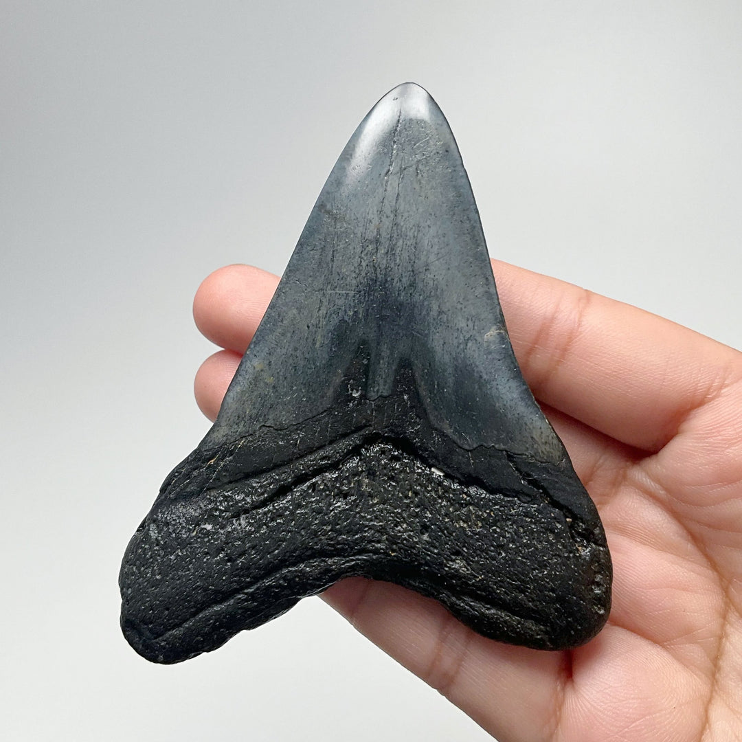 Fossilized Shark Tooth Specimen: Carcharodon Megalodon