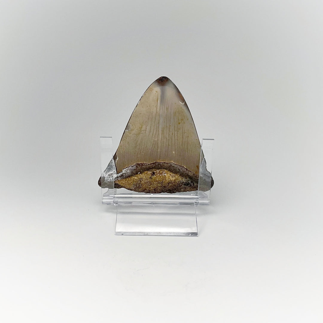 Fossilized Shark Tooth Specimen: Carcharodon Megalodon