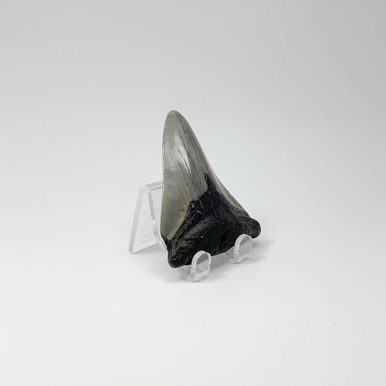 Fossilized Shark Tooth Specimen: Carcharodon Megalodon