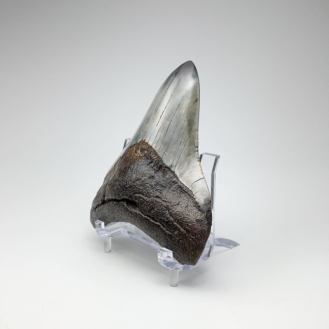 Fossilized Shark Tooth Specimen: Carcharodon Megalodon