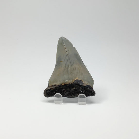 Fossilized Shark Tooth Specimen: Carcharodon Megalodon