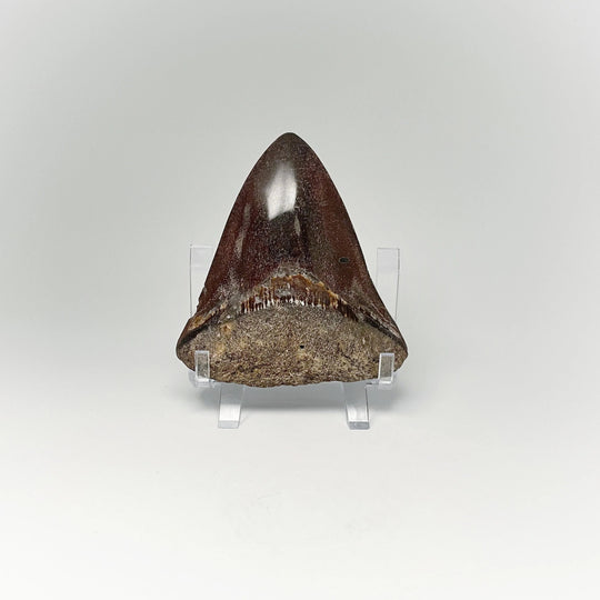 Fossilized Shark Tooth Specimen: Carcharodon Megalodon