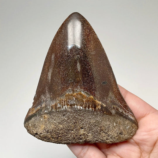 Fossilized Shark Tooth Specimen: Carcharodon Megalodon