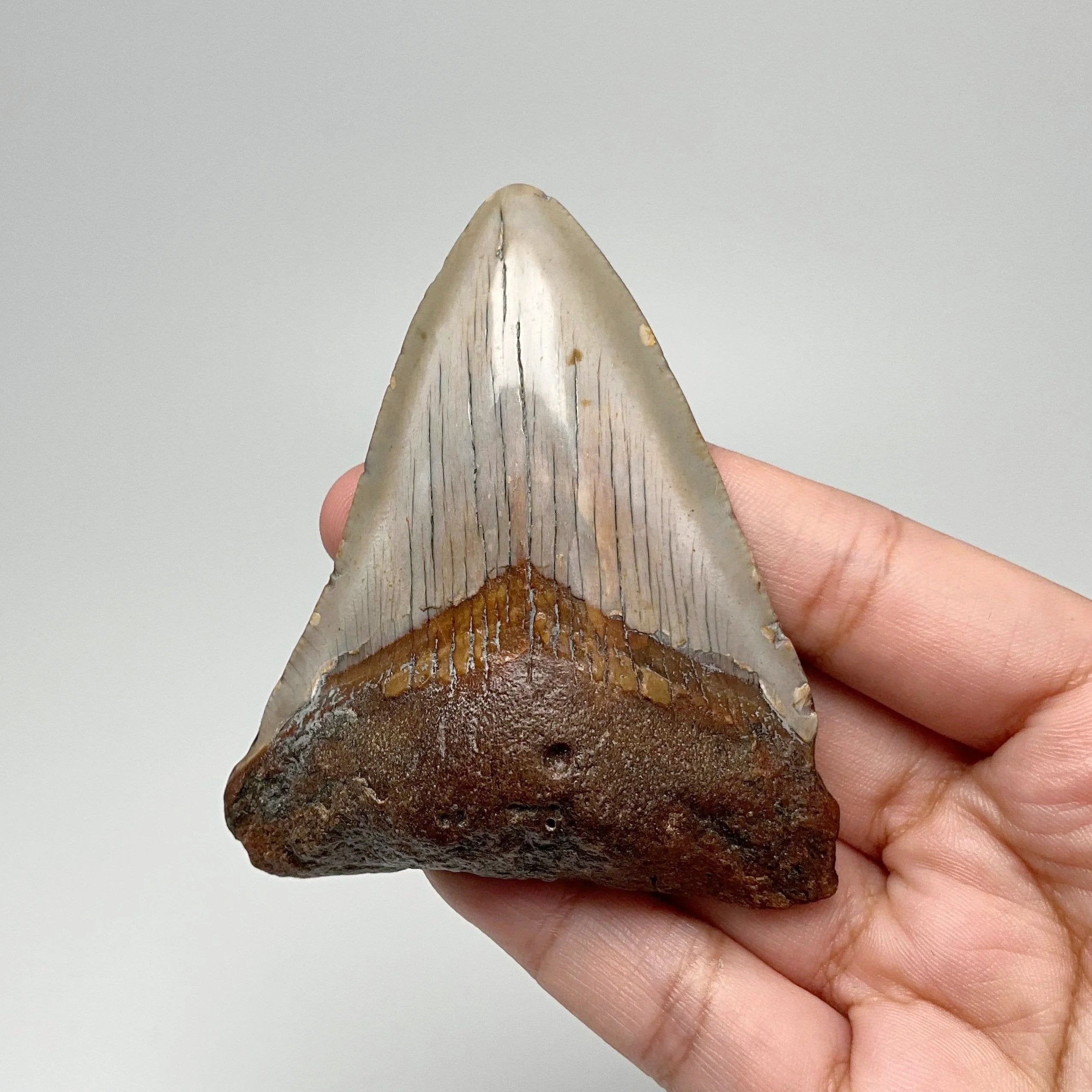 Fossilized Shark Tooth Specimen: Carcharodon Megalodon