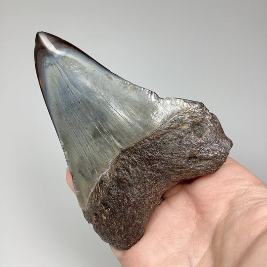 Fossilized Shark Tooth Specimen: Carcharodon Megalodon