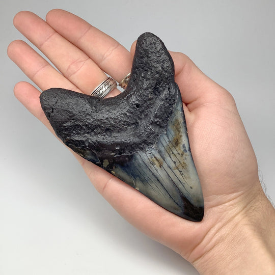 Fossilized Shark Tooth Specimen: Carcharodon Megalodon