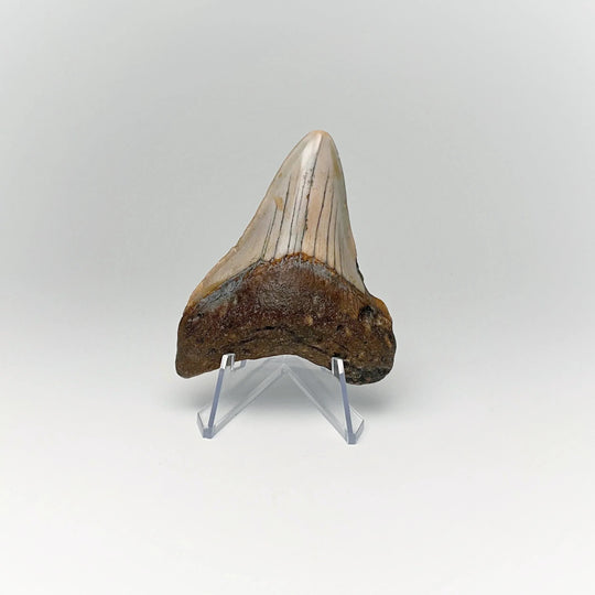 Fossilized Shark Tooth Specimen: Carcharodon Megalodon