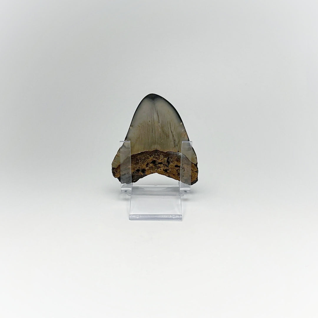 Fossilized Shark Tooth Specimen: Carcharodon Megalodon