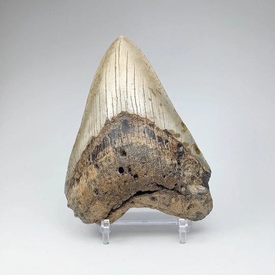 Fossilized Shark Tooth Specimen: Carcharodon Megalodon