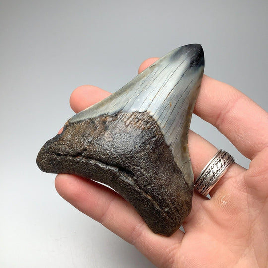 Fossilized Shark Tooth Specimen: Carcharodon Megalodon