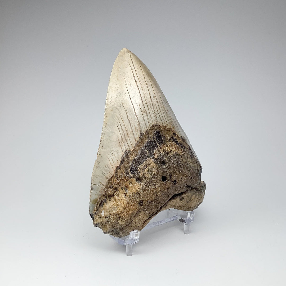 Fossilized Shark Tooth Specimen: Carcharodon Megalodon