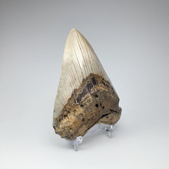 Fossilized Shark Tooth Specimen: Carcharodon Megalodon