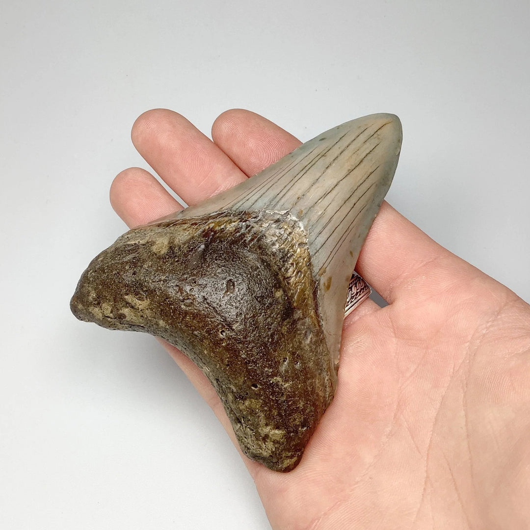 Fossilized Shark Tooth Specimen: Carcharodon Megalodon