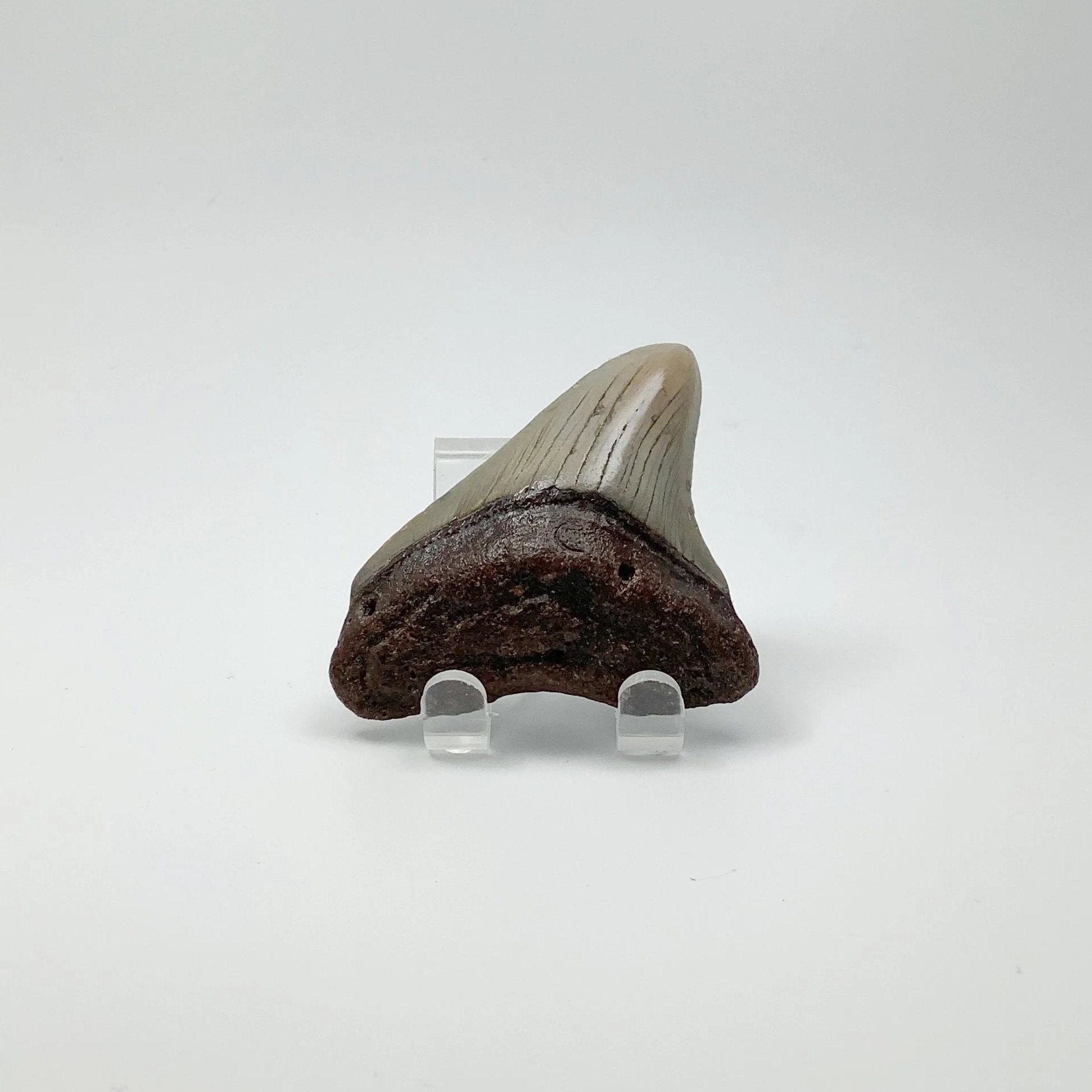 Fossilized Shark Tooth Specimen: Carcharodon Megalodon