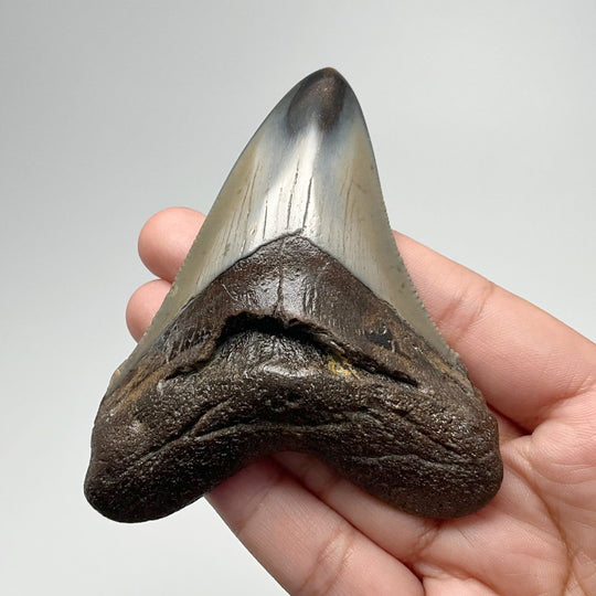 Fossilized Shark Tooth Specimen: Carcharodon Megalodon