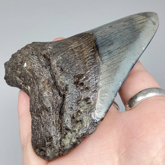 Fossilized Shark Tooth Specimen: Carcharodon Megalodon