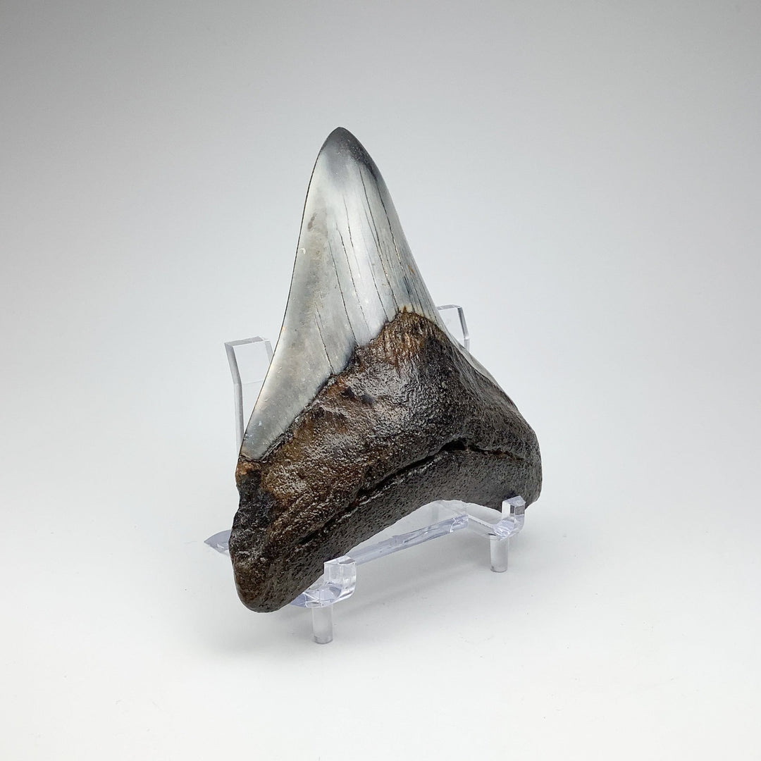 Fossilized Shark Tooth Specimen: Carcharodon Megalodon