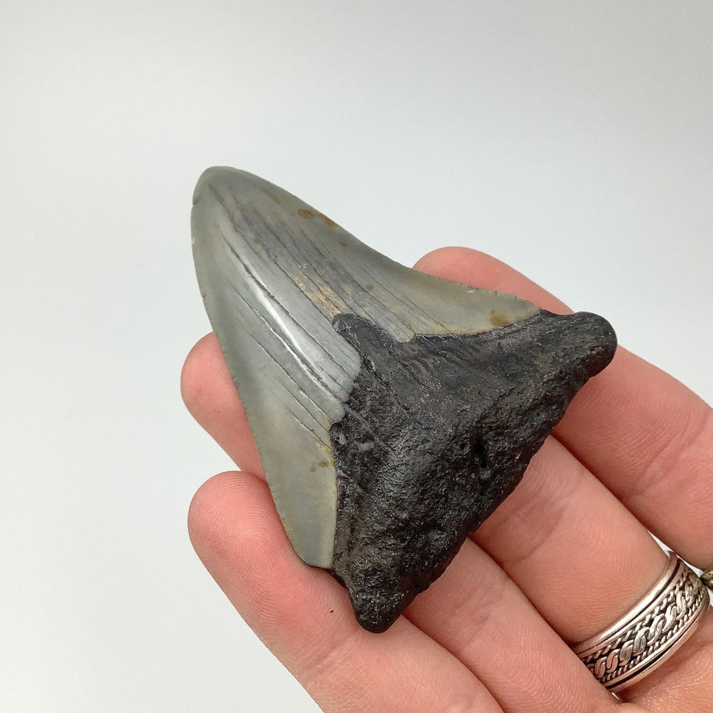 Fossilized Shark Tooth Specimen: Carcharodon Megalodon