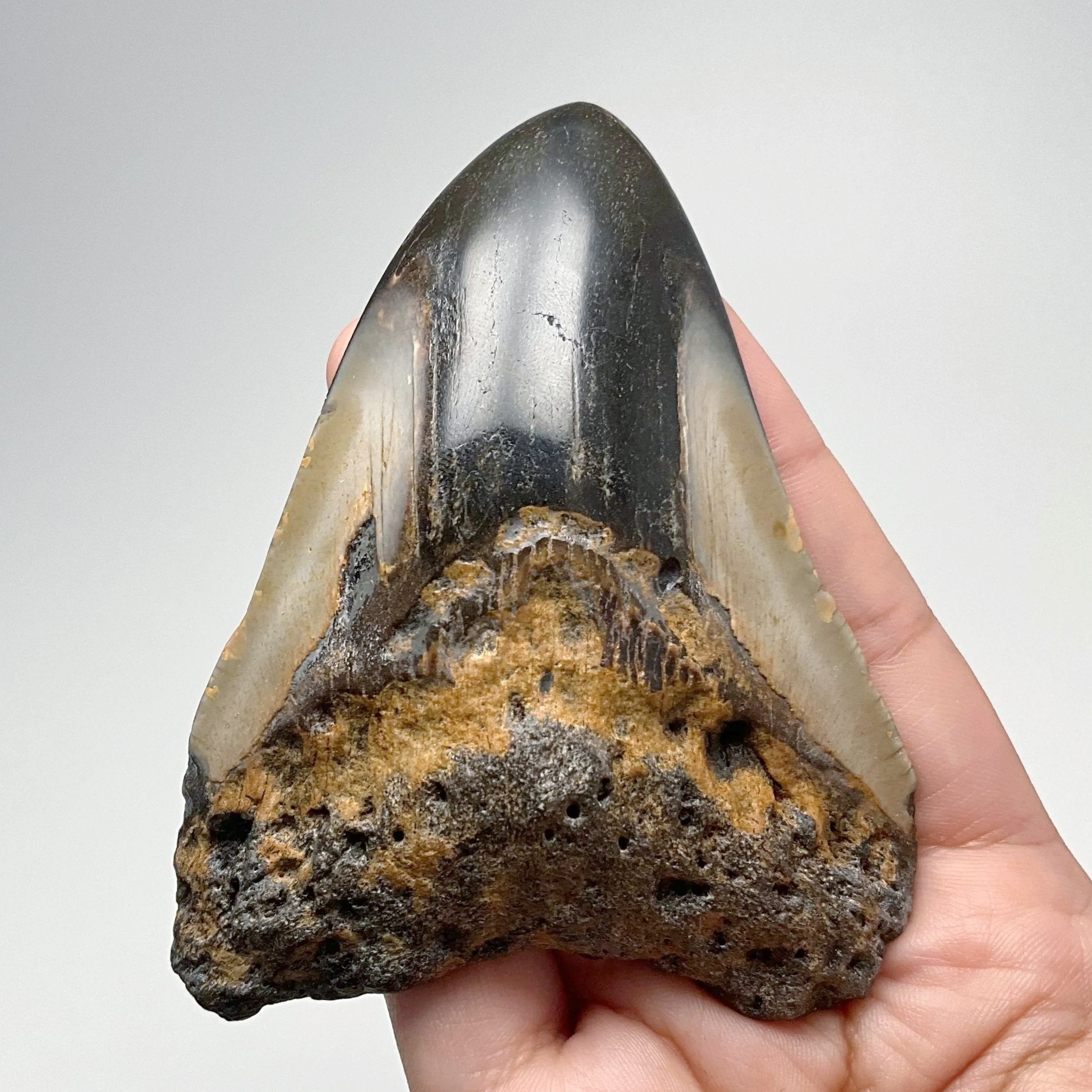 Fossilized Shark Tooth Specimen: Carcharodon Megalodon