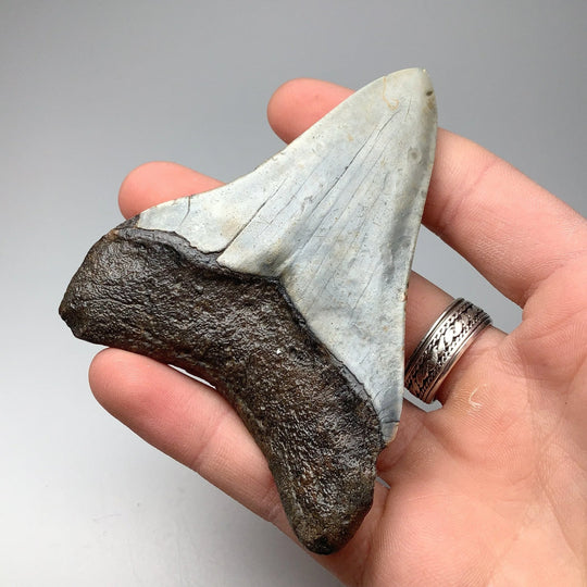 Fossilized Shark Tooth Specimen: Carcharodon Megalodon