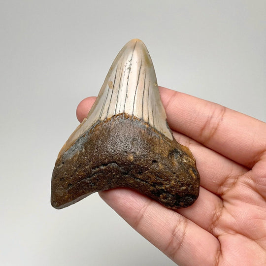 Fossilized Shark Tooth Specimen: Carcharodon Megalodon