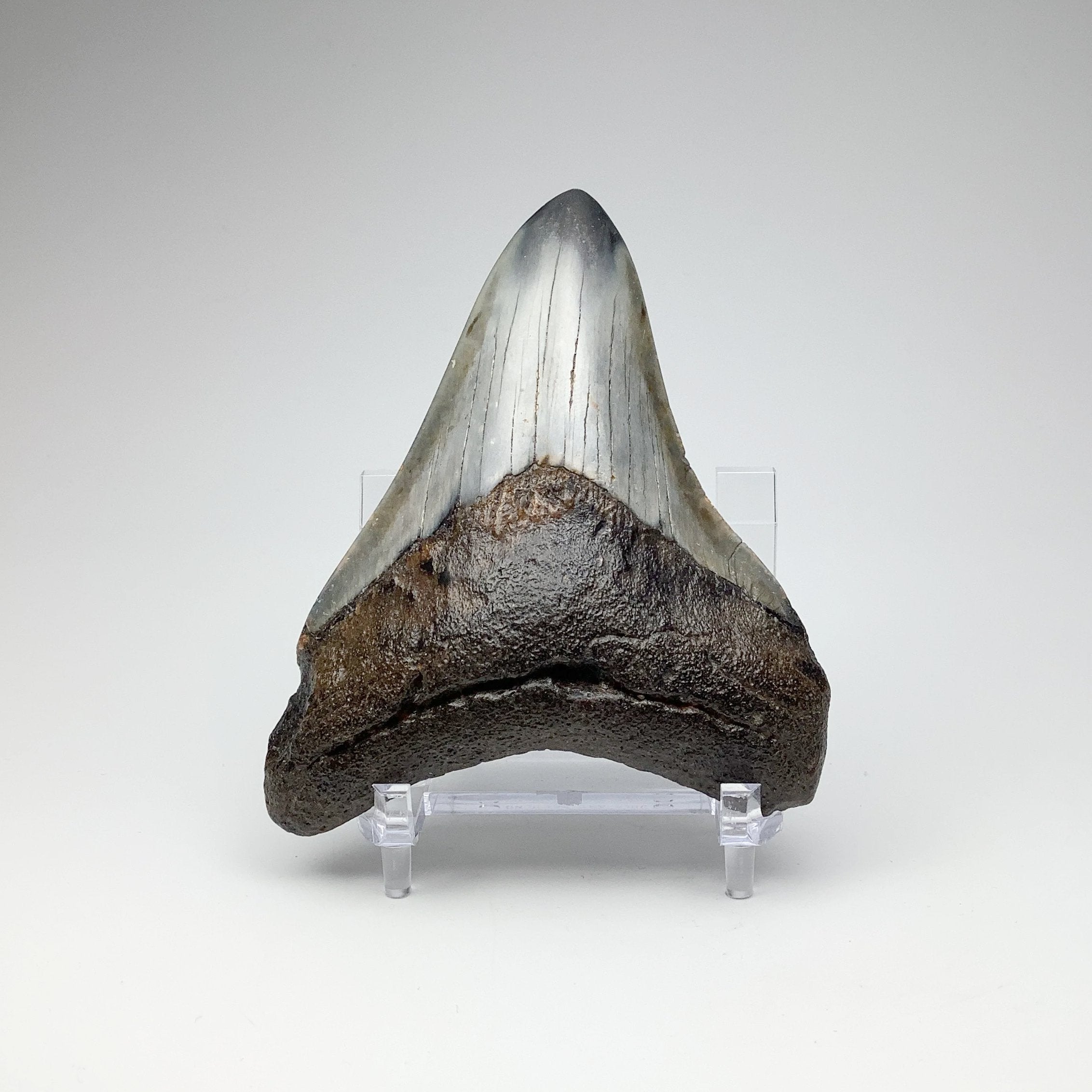 Fossilized Shark Tooth Specimen: Carcharodon Megalodon