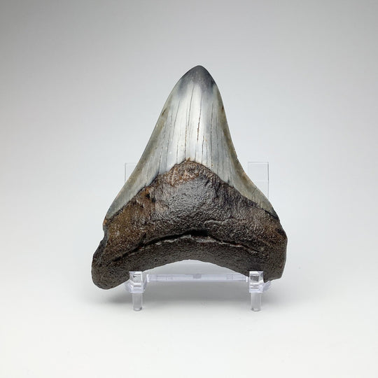 Fossilized Shark Tooth Specimen: Carcharodon Megalodon