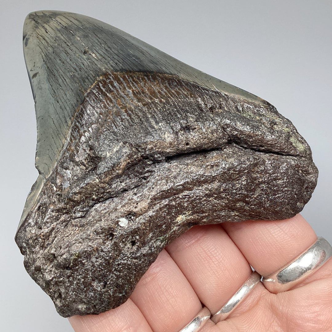 Fossilized Shark Tooth Specimen: Carcharodon Megalodon