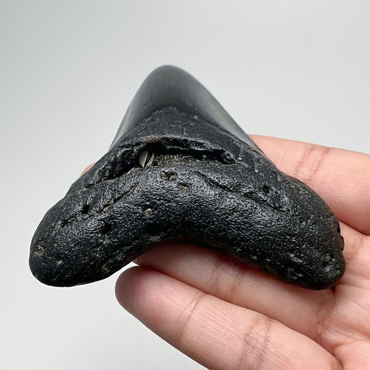 Fossilized Shark Tooth Specimen: Carcharodon Megalodon