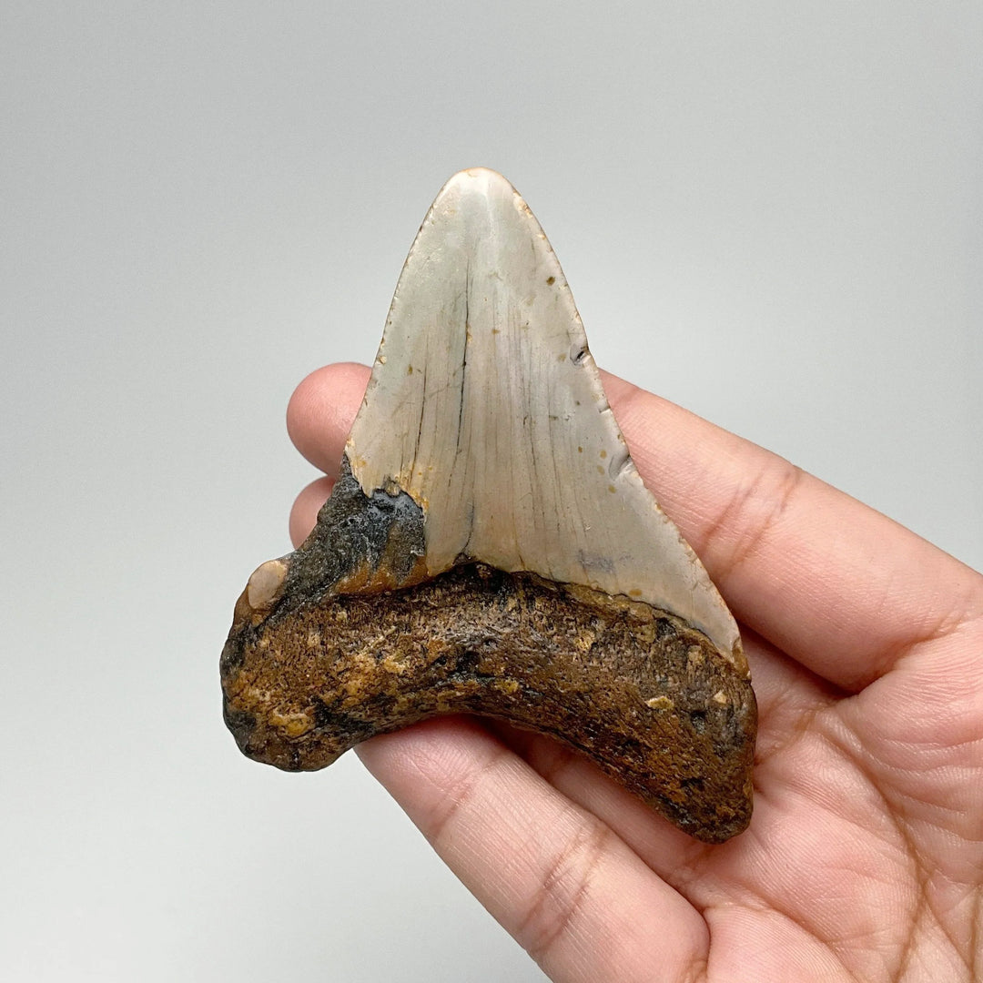 Fossilized Shark Tooth Specimen: Carcharodon Megalodon