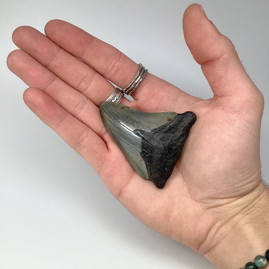 Fossilized Shark Tooth Specimen: Carcharodon Megalodon